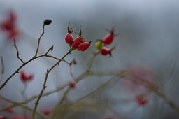 Bild 098