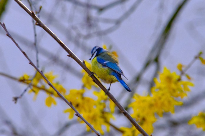 Garten 004